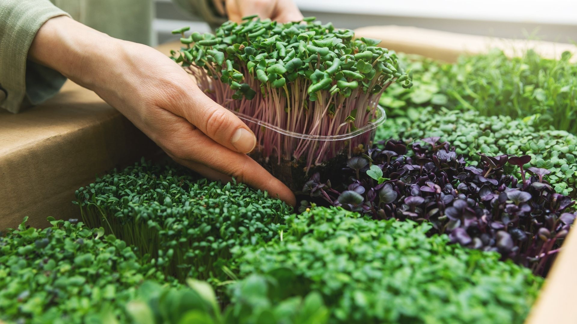 microgreens https://fruitlogistics.gr/wp-content/uploads/2023/12/microgreens-.jpg