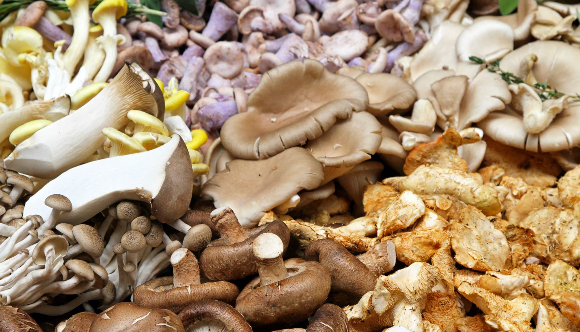 mushrooms and truffles https://fruitlogistics.gr/wp-content/uploads/2023/12/mushrooms-and-truffles.jpg
